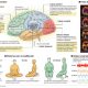 ocho semanas de meditacion bastan para cambiar el cerebro