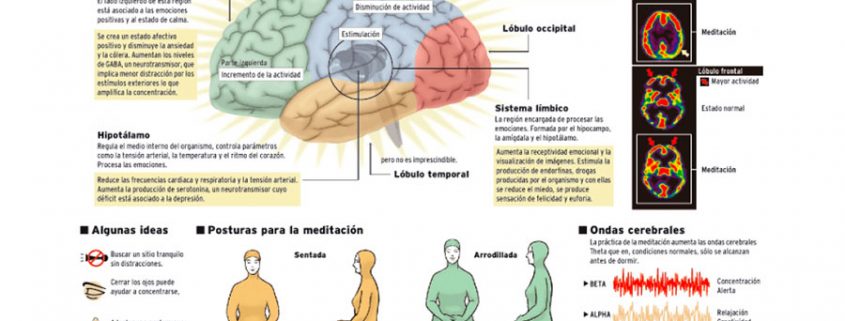 ocho semanas de meditacion bastan para cambiar el cerebro